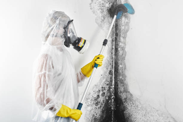 Edwards, CO Mold Removal Company